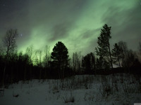 Polarlichter in den Wäldern