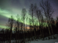 Polarlichter in den Wäldern