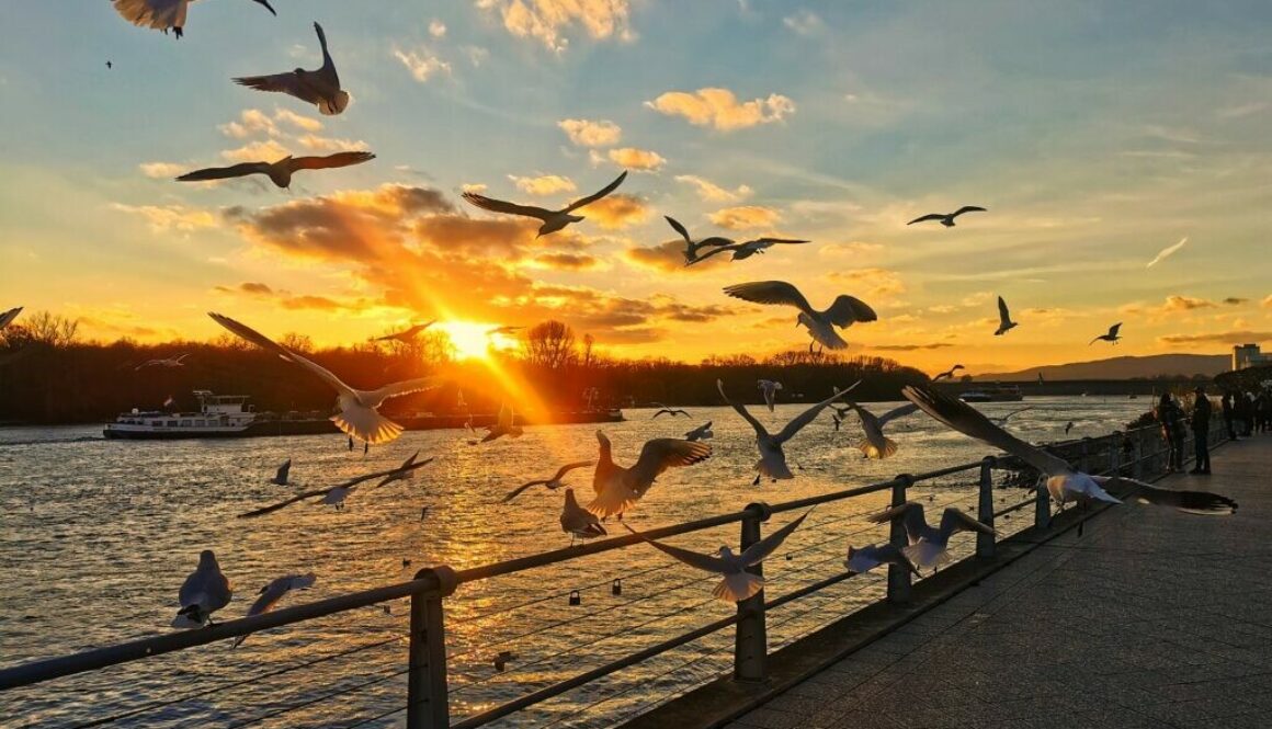Birds Birds