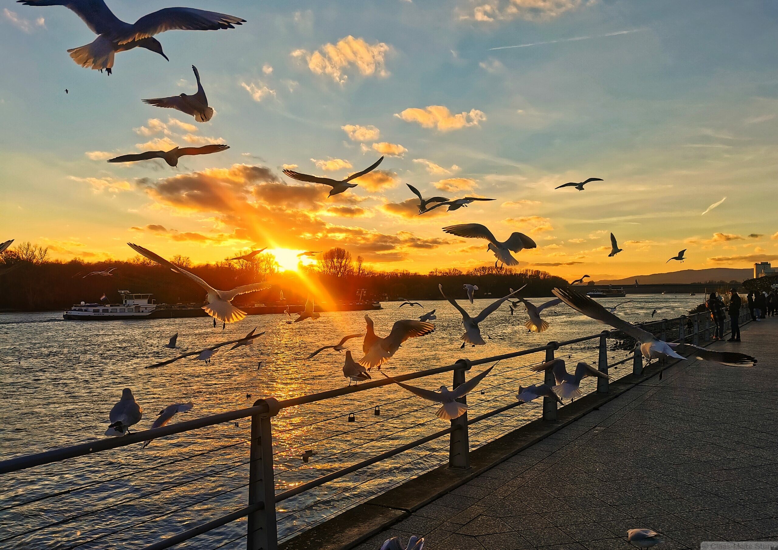 Birds Birds